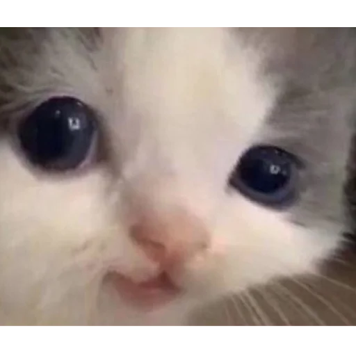 Стикер IsItHehe - 1