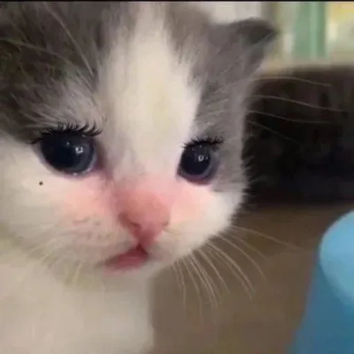 Стикер IsItHehe - 1