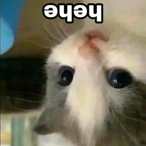 Стикер IsItHehe - 1