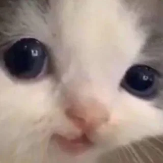 Стикер Hehe? - 10