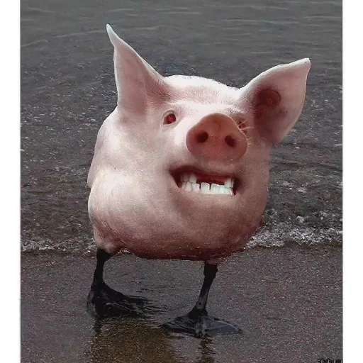 Ишаааа3 @svinoubezishe - 