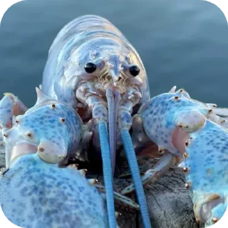 Sticker Ишаааа3 @svinoubezishe - 6