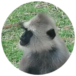 Sticker Ишачка - 4