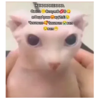 Sticker Ишачка - 9