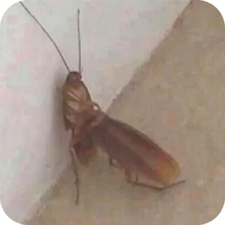 Стикер Ищак - 3