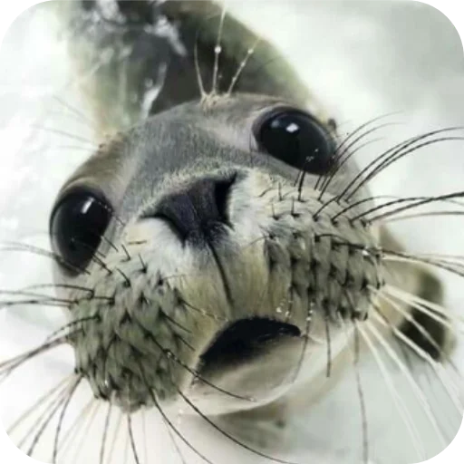 Sticker Isinishki - 1