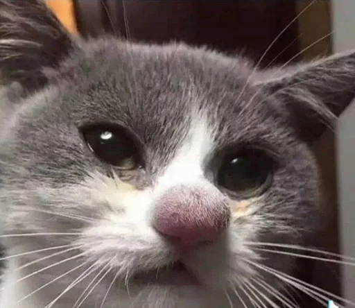 Sticker Isisjsjjsjs_by_fStikBot - 1