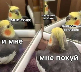 Sticker ISKRA CIRCUS - 5