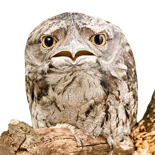 Козодой @gnilyebaby - 