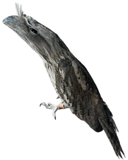 Стикер Ispkozodoy - 1