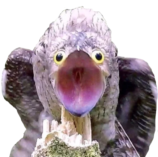 Sticker Ispkozodoy - 1