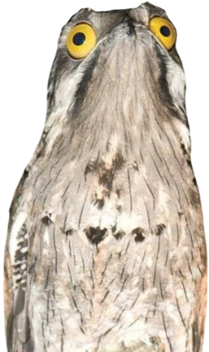 Стикер Ispkozodoy - 1