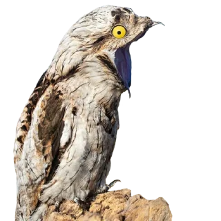 Sticker Козодой @gnilyebaby - 4