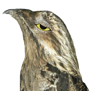 Sticker Козодой @gnilyebaby - 9