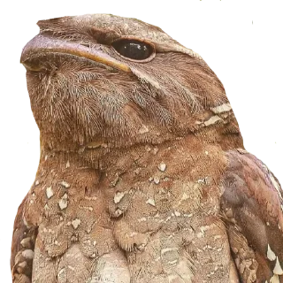 Sticker Козодой @gnilyebaby - 3