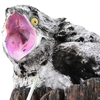 Sticker Козодой @gnilyebaby - 6