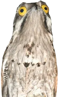 Sticker Козодой @gnilyebaby - 5