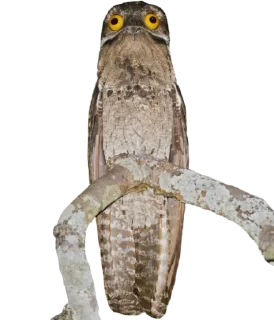 Sticker Козодой @gnilyebaby - 10