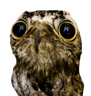 Sticker Козодой @gnilyebaby - 11