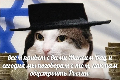 кошка животное шляпа