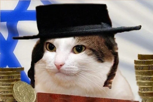 cat animal small to medium-sized cats