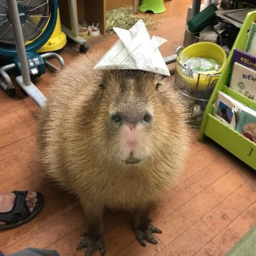 животное млекопитающее грызун