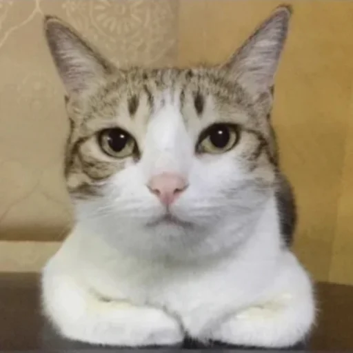 млекопитающее животное кошка