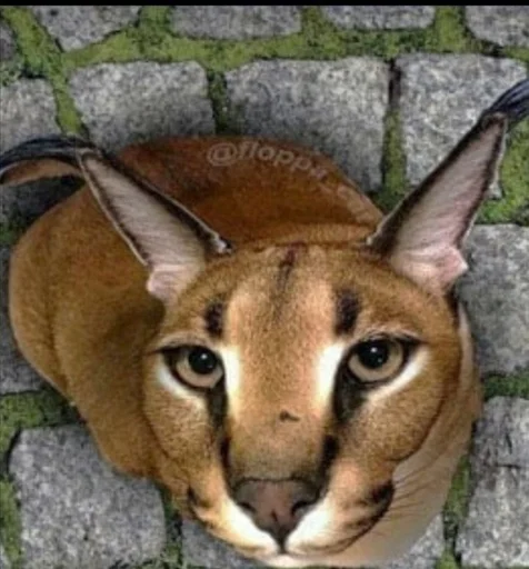 animal mammal cat