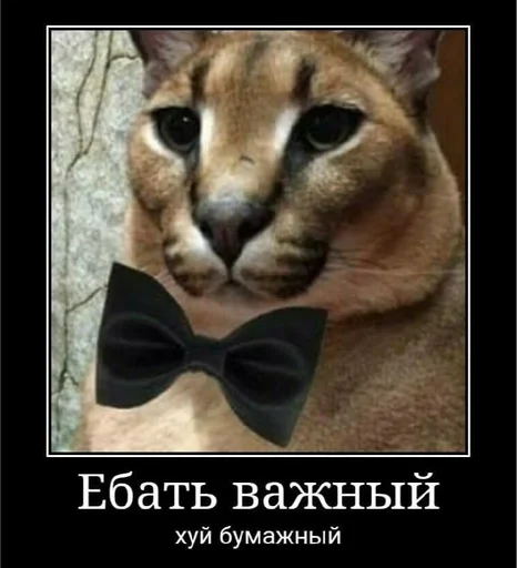 Itachipidor :: @fStikBot - cat