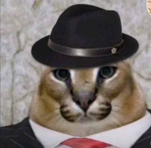 hat cat felidae