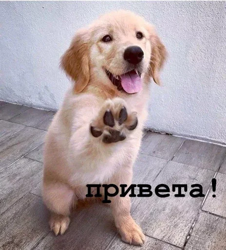 Golden retriever forever! - 