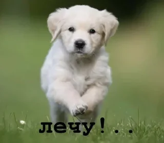 Sticker Golden retriever forever! - 4