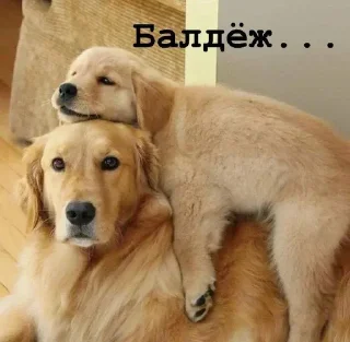 Sticker Golden retriever forever! - 3