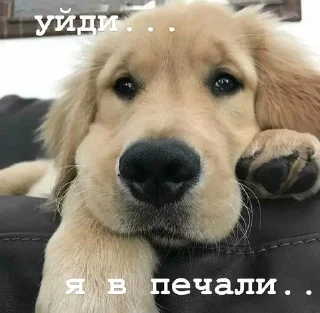 Sticker Golden retriever forever! - 7