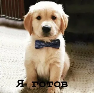 Sticker Golden retriever forever! - 5