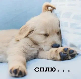 Sticker Golden retriever forever! - 2