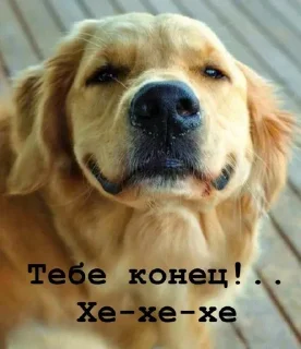 Sticker Golden retriever forever! - 0