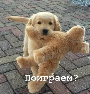 Sticker Golden retriever forever! - 1