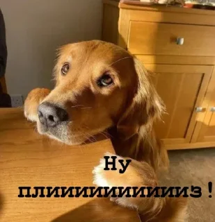 Sticker Golden retriever forever! - 9