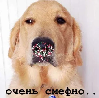 Sticker Golden retriever forever! - 6