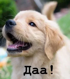 Sticker Golden retriever forever! - 8