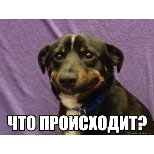 Sticker ItsWednesdayMyFriends - 1