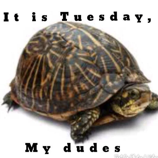 Sticker ItsWednesdayMyFriends - 1