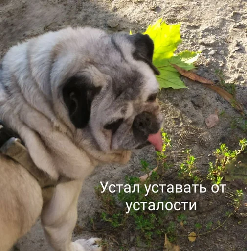 mammal animal dog breed