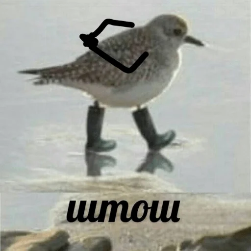 aquatic bird animal bird