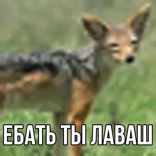 Стикер Ivanela_for_VP - 1