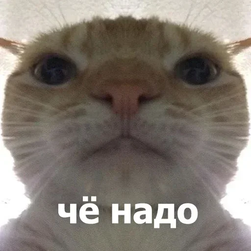 Sticker Ivnm_kekis - 1