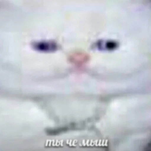 кошка домашняя кошка млекопитающее