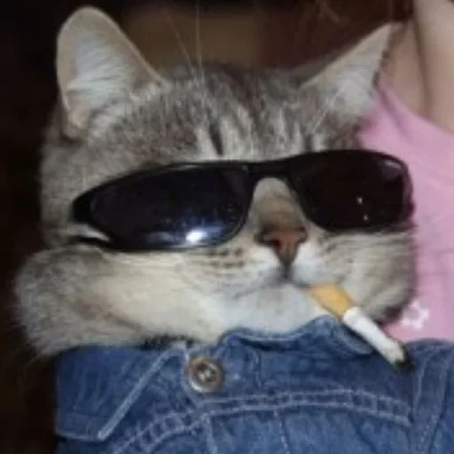 кошка животное млекопитающее