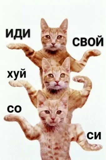 кошка животное млекопитающее